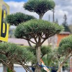 Borovica lesná (Pinus Sylvestris) - výška 150-160 cm, kont. C180L - BONSAJ (-30°C)